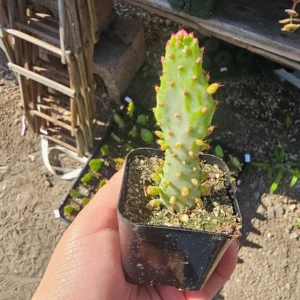 Variegated Joseph's Coat Cactus Plant - Opuntia Monacantha Variegata - 2 Inch Pot
