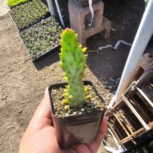 Variegated Joseph's Coat Cactus Plant - Opuntia Monacantha Variegata - 2 Inch Pot