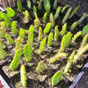 Variegated Joseph's Coat Cactus Plant - Opuntia Monacantha Variegata - 2 Inch Pot
