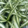 Variegated Spider Plant Chlorophytum Comosum 7-10" Houseplant
