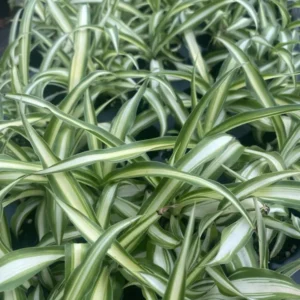Variegated Spider Plant Chlorophytum Comosum 7-10" Houseplant