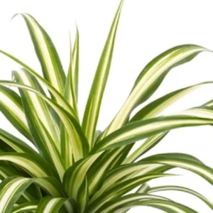 Variegated Spider Plant Chlorophytum Comosum 7-10