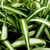 Variegated Spider Plant Chlorophytum - Natural Air Purifier Houseplant - Multicolor Foliage