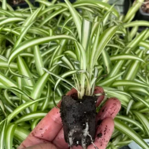 Variegated Spider Plant Chlorophytum - Natural Air Purifier Houseplant - Multicolor Foliage