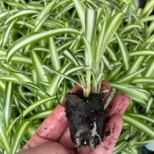 Variegated Spider Plant Chlorophytum - Natural Air Purifier Houseplant - Multicolor Foliage