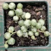 Variegated String of Pearls Succulent 2-inch Pot - Trailing Indoor Plant