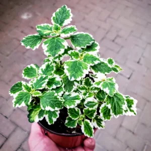 Variegated Swedish Ivy Plant - Plectranthus neochilus - 2.5" Pot - Ornamental Foliage