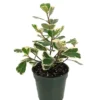 Variegated Triangle Weeping Fig - Ficus Plant 4" Pot Rare