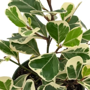 Variegated Triangle Weeping Fig - Ficus Plant 4