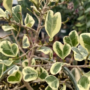 Variegated Triangle Weeping Fig - Ficus Plant 4