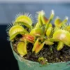 Venus Fly Trap Plant - Carnivorous Dionaea in 3" Pot - Insectivorous Plant