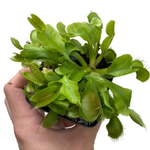 Venus Fly Trap Plant - Carnivorous Dionaea in 3" Pot - Insectivorous Plant