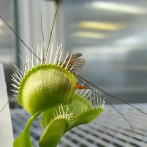 Venus Fly Trap Plant - Carnivorous Dionaea in 3