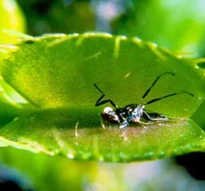 Venus Fly Trap Plant - Carnivorous Dionaea in 3