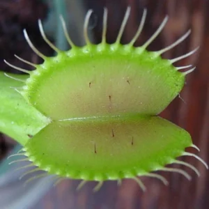 Venus Fly Trap Plant - Carnivorous Dionaea in 3