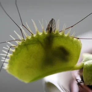 Venus Fly Trap Plant - Carnivorous Dionaea in 3