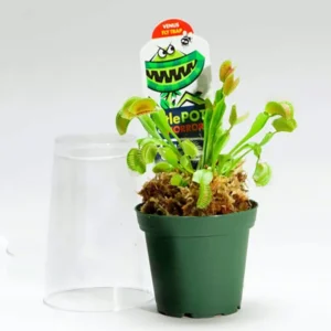 Venus Fly Trap Plant - Carnivorous Dionaea in 3