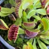Venus Fly Trap Plant Dionaea - Carnivorous Plant - 3 inch Pot - Insect Eating