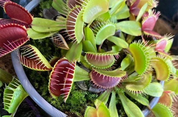 Venus Fly Trap Plant Dionaea - Carnivorous Plant - 3 inch Pot - Insect Eating