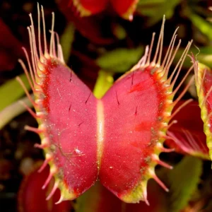 Venus Fly Trap Plant Dionaea - Carnivorous Plant - 3 inch Pot - Insect Eating