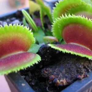 Venus Fly Trap Plant Dionaea - Carnivorous Plant - 3 inch Pot - Insect Eating