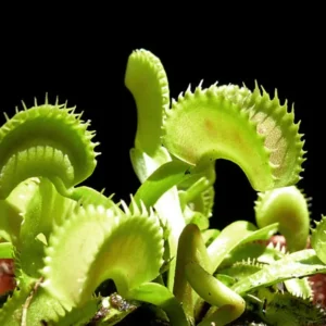 Venus Fly Trap Plant Dionaea - Carnivorous Plant - 3 inch Pot - Insect Eating