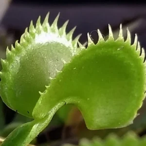 Venus Fly Trap Plant Dionaea - Carnivorous Plant - 3 inch Pot - Insect Eating