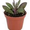 Vertical Leaf Senecio crassissimus Succulent Plant 2.5" Pot Easy House Plant