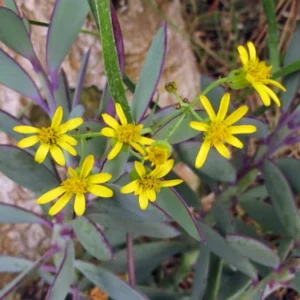 Vertical Leaf Senecio crassissimus Succulent Plant 2.5" Pot Easy House Plant