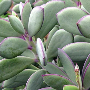 Vertical Leaf Senecio crassissimus Succulent Plant 2.5