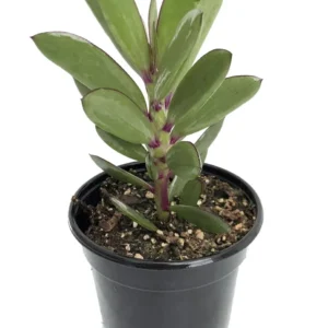 Vertical Leaf Senecio crassissimus Succulent Plant 2.5