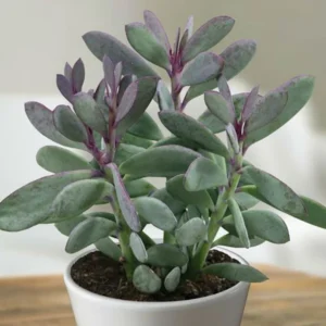 Vertical Leaf Senecio crassissimus Succulent Plant 2.5