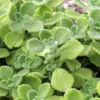 Vicks Plant 2-Pack - Plectranthus Tomentosa - 4-6 Inch - Aromatic Herb Plants