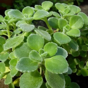 Vicks Plant 2-Pack - Plectranthus Tomentosa - 4-6 Inch - Aromatic Herb Plants