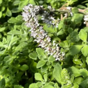 Vicks Plant 2-Pack - Plectranthus Tomentosa - 4-6 Inch - Aromatic Herb Plants