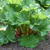 Victoria Rhubarb Plant Bare Root Heirloom Starter Zones 3-8