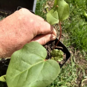 Victoria Rhubarb Plant Bare Root Heirloom Starter Zones 3-8