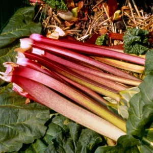 Victoria Rhubarb Plant Bare Root Heirloom Starter Zones 3-8