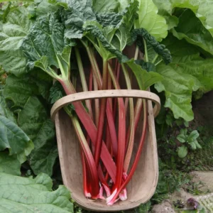 Victoria Rhubarb Plant Bare Root Heirloom Starter Zones 3-8