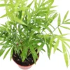 Victorian Parlor Palm Neanthe Bella Palm - 2.5" Pot - Easy Care Houseplant
