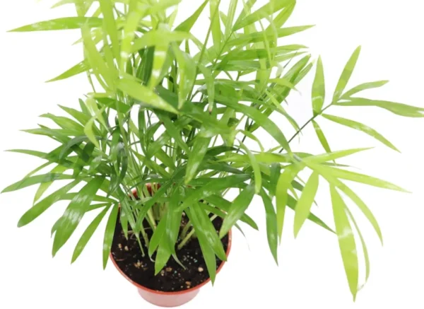 Victorian Parlor Palm Neanthe Bella Palm - 2.5" Pot - Easy Care Houseplant