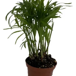Victorian Parlor Palm Neanthe Bella Palm - 2.5" Pot - Easy Care Houseplant