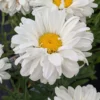 Victorian Secret Shasta Daisy Leucanthemum × Superbum Perennial Live Plant - Well-Rooted Plug - Multicolor Daisy