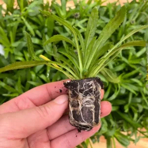 Victorian Secret Shasta Daisy Leucanthemum × Superbum Perennial Live Plant - Well-Rooted Plug - Multicolor Daisy