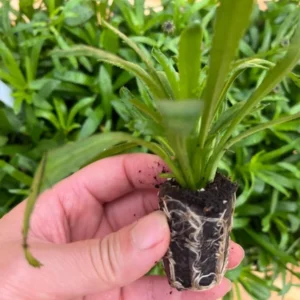 Victorian Secret Shasta Daisy Leucanthemum × Superbum Perennial Live Plant - Well-Rooted Plug - Multicolor Daisy