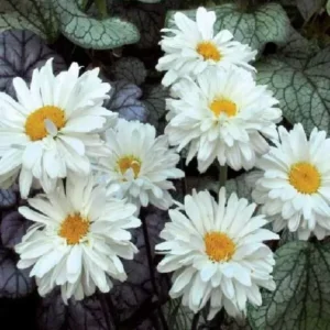 Victorian Secret Shasta Daisy Leucanthemum × Superbum Perennial Live Plant - Well-Rooted Plug - Multicolor Daisy