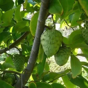 Vietnamese Cherimoya Tropical Fruit Tree - Custard Apple - Grafted