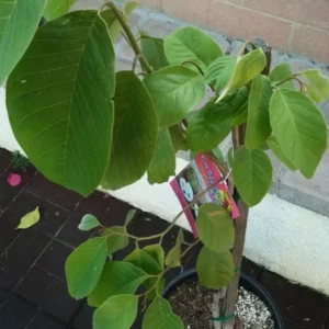 Vietnamese Cherimoya Tropical Fruit Tree - Custard Apple - Grafted