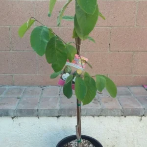 Vietnamese Cherimoya Tropical Fruit Tree - Custard Apple - Grafted