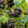 Viking Aronia Berry Plant - 8-12 Inch Black Chokeberry Melanocarpa Shrub
